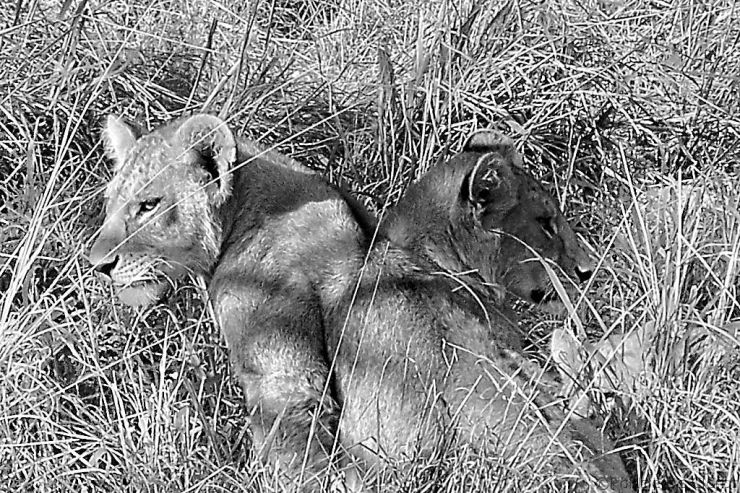 Serengeti National Park (91)