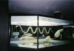 Skelet van een python, komodovaraan en een krokodil