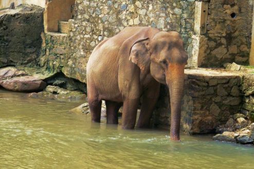 Pinnawala Elephant orphanage (12)
